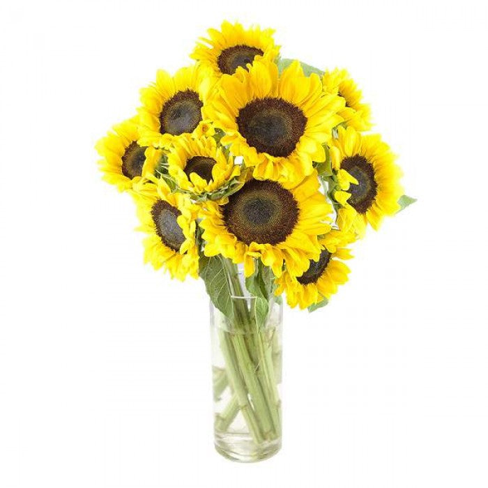 Paradise Found - Mixed arrangement Paradise Found - Mixed arrangement