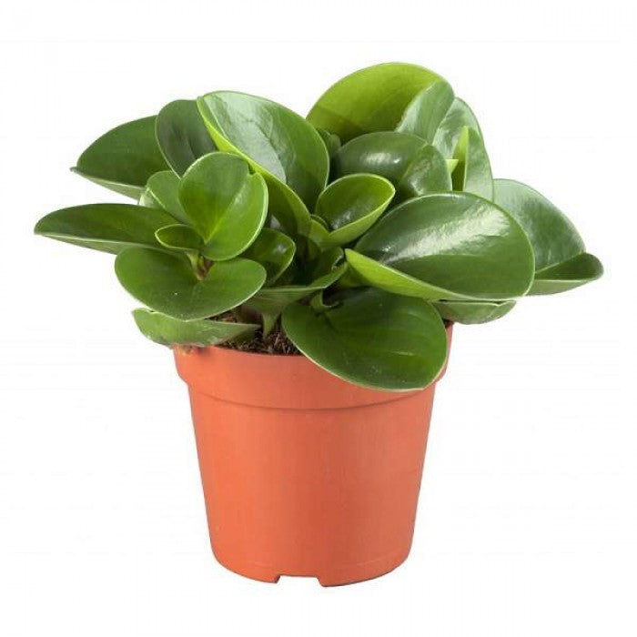 Quality Pots for Indoor Plants