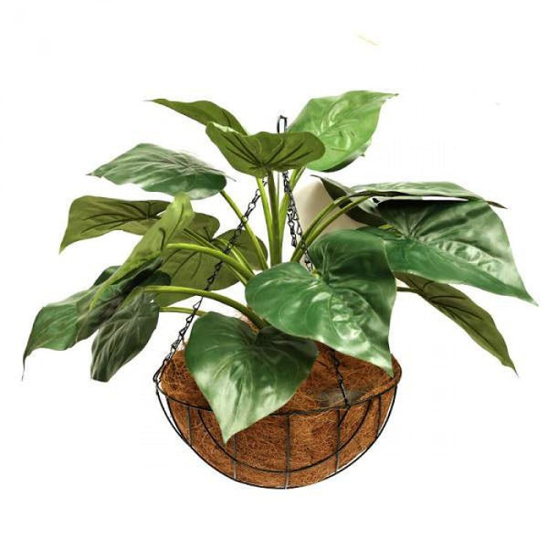 Indoor Plantation Pot Plants